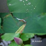 可以赏荷的一尺花园咖啡店