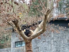 -都江堰中华大熊猫苑