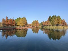 -贡湖湾湿地公园
