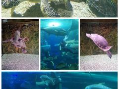 -长沙海底世界