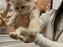 -袖虎·猫馆(体育西路店)