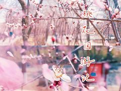 -桃花堤公园