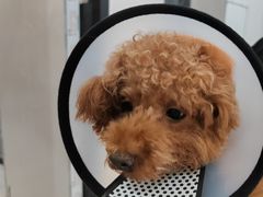 -荔康动物医院(康王北路店)