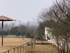 -合肥野生动物园