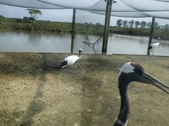 -盐城丹顶鹤湿地生态旅游区
