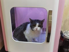 -喜洋洋宠物医院(震川路总店)