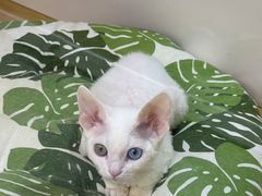 -青奢宠物·青奢猫舍