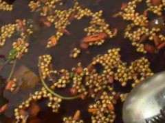 -味之绝热血美蛙鱼火锅(中坝店)