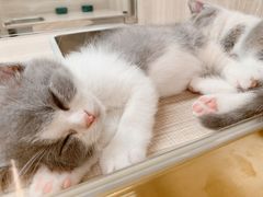 -飞行喵MR PILOT|猫舍·猫咖(静安大融城店)
