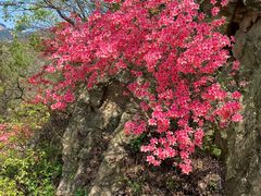 -木兰云雾山