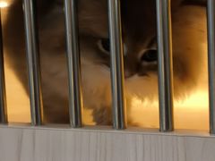 -柚子猫舍·精品猫舍购猫·猫咪认养·购宠·宠物店