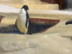 -海合安武汉极地海洋公园