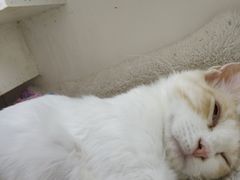 -猫小院猫主题咖啡厅(北锣店)