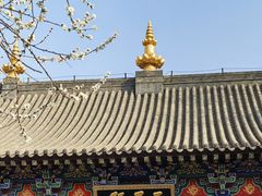 -护国法轮寺
