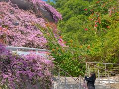 -深圳仙湖植物园-停车场