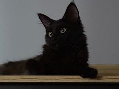 -猫大福·Fortune Cat猫舍(百子湾店)