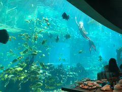-海棠湾洲际-涛·海底餐厅·美人鱼·自助餐·海底隧道