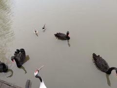 -溱湖国家湿地公园