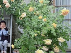 -Jo's Garden