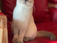 -猫大福·Fortune Cat猫舍(百子湾店)