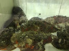 -海盗餐厅
