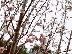 -桃花涧