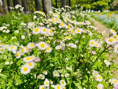 -上海共青森林公园