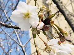 -高东镇樱花园