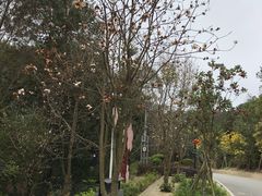 -广州市流溪河国家森林公园
