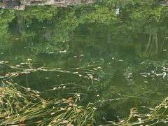 -金典银峰老鹅馆·昆山菜(亭林公园店)