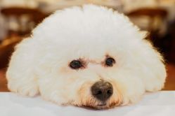 -派对猴生日派对策划(浦东店)