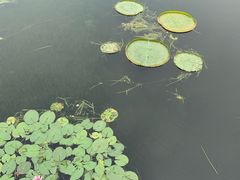 -荷塘月色湿地公园·向阳花洲