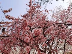 -桃花堤公园