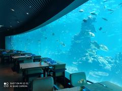 -海棠湾洲际-涛·海底餐厅·美人鱼·自助餐·海底隧道