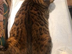 -more than meow吴止猫主题餐厅(承德 中船汇店)