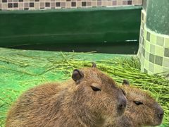 -上海大自然野生昆虫馆(东方明珠·爬宠昆虫探索中心)
