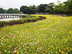 -海珠湖公园