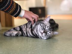 -猫和宫(六道口店)