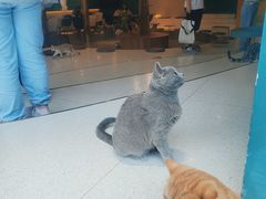 -飞行喵MR PILOT|猫舍·猫咖(静安大融城店)
