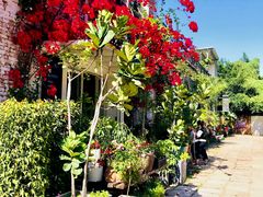 -蓝山四季西餐植物店