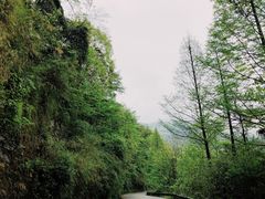 -张醪糟