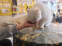 -平行世界·猫咖(首经贸店)
