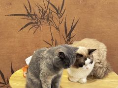 -楼上猫咖(罗湖店)