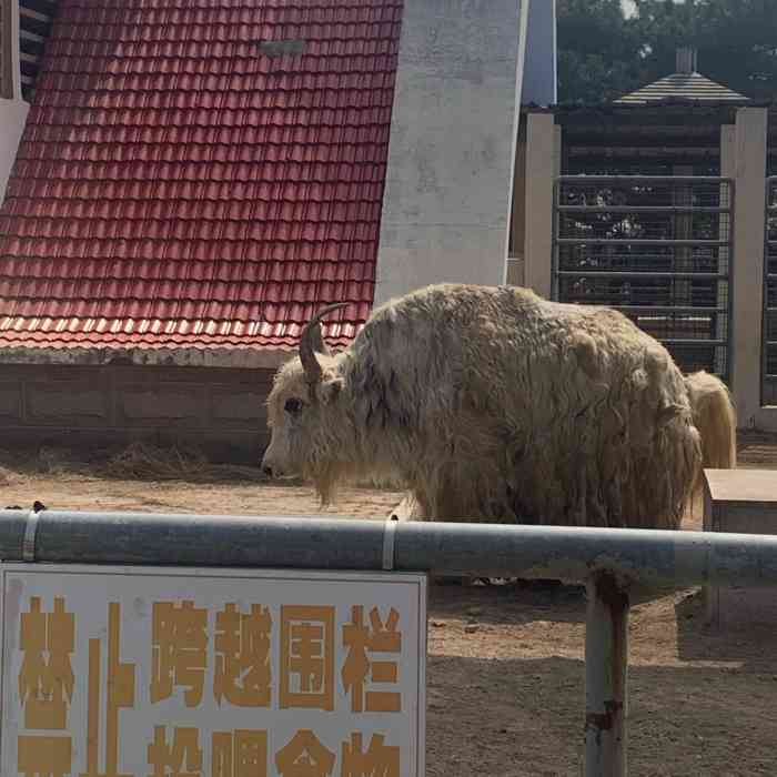 青島動物園-