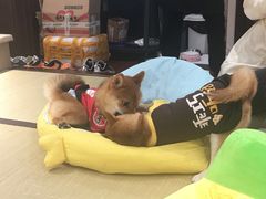 -逗柴咖啡屋·狗咖猫咖宠物桌游