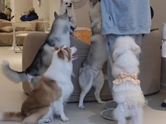 -怪兽屋·羊驼·猫咖·狗咖(俊华广场店)