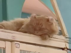 -猫小院猫主题咖啡厅(北锣店)