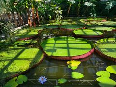 -北京植物园-展览温室