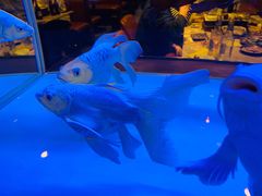 -黄鱼炙夜(华家池店)