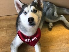 -Husky Go! 哈士奇体验馆·宠物咖啡厅狗咖